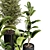 Indoor Plant Collection - 40 Varieties 3D model small image 3