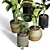 Indoor Plant Collection - 40 Varieties 3D model small image 4