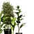 Indoor Plant Collection - 40 Varieties 3D model small image 7