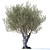 Olive Tree 7 - Stunning 12m Tall Decor 3D model small image 2