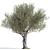 Olive Tree 7 - Stunning 12m Tall Decor 3D model small image 3