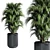 183 Plant Collection: Ficus Lyrata, Monstera, Palm - Perfect Indoor Greenery 3D model small image 4