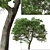 Evergreen Quercus Suber Tree 3D model small image 3