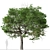 Evergreen Quercus Suber Tree 3D model small image 4