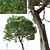 Evergreen Quercus Suber Tree 3D model small image 5