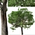 Evergreen Quercus Suber Tree 3D model small image 6