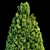 Evergreen Fir Tree - 3D Model 3D model small image 5