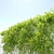 Leafy Cascade Hanging Plant 3D model small image 2