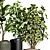 Indoor Plant Collection 43 3D model small image 2