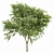 Big Joy Perfume: Orange Michelia Champaca & Gray Alder Alnus Incana 3D model small image 4