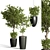 Indoor Plant Collection: 48 Varieties 3D model small image 1