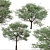 Silver Cluster-Leaf: Set of 2 Terminalia sericea Trees 3D model small image 2