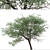 Silver Cluster-Leaf: Set of 2 Terminalia sericea Trees 3D model small image 3