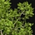 Premium Tree Models: Acer Saccharinum & Corymbia Aparrerinja 3D model small image 3