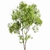 Premium Tree Models: Acer Saccharinum & Corymbia Aparrerinja 3D model small image 4