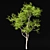 Premium Tree Models: Acer Saccharinum & Corymbia Aparrerinja 3D model small image 5