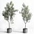 Indoor Olive Tree in Concrete Vase 3D model small image 1