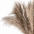 Natural Pampas Grass Bundle Set 3D model small image 4