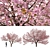 Spring Cerasus Tree: Pink Blossom Beauty 3D model small image 1