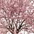 Spring Cerasus Tree: Pink Blossom Beauty 3D model small image 2