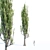 Poplar Tree Collection Vol 76: Tall and Realistic Models 3D model small image 3