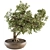 Zen Bonsai: Indoor Plant Set 3D model small image 1