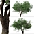 Black Olive Tree Set: Enchant Your Space 3D model small image 4