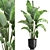 Tropical Plant Collection: Ravenala, Strelitzia, Banana Palm 3D model small image 1