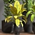 Tropical Oasis Indoor Plant Set 3D model small image 3