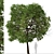 Tropical Geiger Tree Duo: Cordia sebestena Set 3D model small image 6