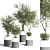 Modern Indoor Plant Collection 3D model small image 1