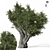 Olive Tree 3D Max 2017 3D model small image 1