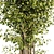 Ficus Tree: Greenery Refined 3D model small image 5