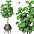 Ficus Lyrata 2015: Vray+Corona 3D Model 3D model small image 1