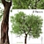 Osage Orange Tree Set (2 Trees) 3D model small image 1