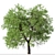 Osage Orange Tree Set (2 Trees) 3D model small image 7