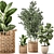 Exotic Plant Collection - Indoor & Outdoor Decorative Trees 3D model small image 1