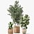 Exotic Plant Collection - Indoor & Outdoor Decorative Trees 3D model small image 6
