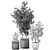 Exotic Plant Collection - Indoor & Outdoor Decorative Trees 3D model small image 7