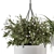 Botanical Beauties - Hanging Plant Ensemble 3D model small image 2