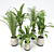 Tropical Plant Collection: Palm & Banana Trees 3D model small image 4