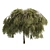 Green Willow Tree: Detailed & Realistic 3D model small image 4