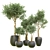 Indoor Plant Collection: Vol. 40 3D model small image 1