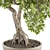 Zen Oasis: Bonsai Plant Set 3D model small image 2