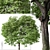 Beautiful Butternut Tree Set (2 Trees) 3D model small image 2