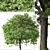 Beautiful Butternut Tree Set (2 Trees) 3D model small image 4