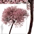 Double-Flowering Kwanzan Cherry Trees (2 Pack) 3D model small image 3