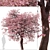 Double-Flowering Kwanzan Cherry Trees (2 Pack) 3D model small image 5