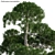 Archived Podocarpus Macrophyllus: 3ds Max, FBX, OBJ, Textures 3D model small image 2