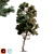 Brutia Pine Tree 3D Model 3D model small image 1